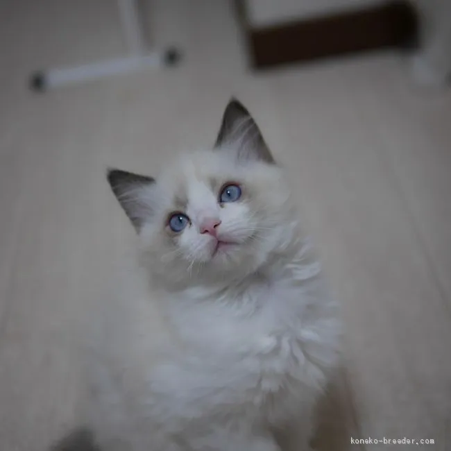 ラグドール【千葉県・女の子・2019年8月29日・シールポイントバイカラー】の写真1「撮影：2019.10.29　体重：1165g」