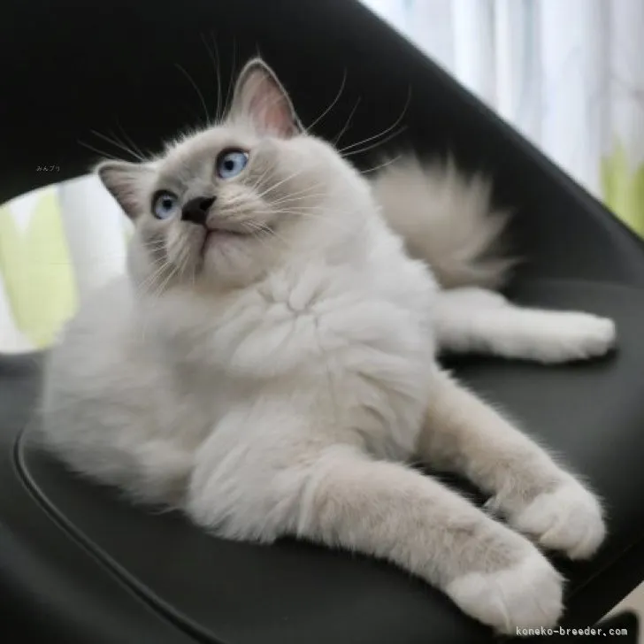 ID:2306-02888の子猫
