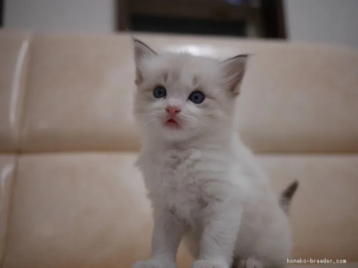 ID:2010-01988の子猫