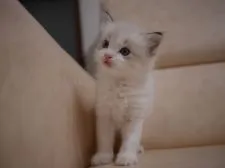 ラグドール【千葉県・男の子・2020年9月22日・シールリンクスバイカラー】の写真3「10/28撮影」