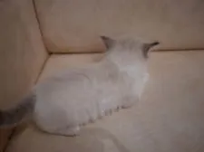 ラグドール【千葉県・男の子・2020年9月22日・シールリンクスバイカラー】の写真4「10/28撮影」