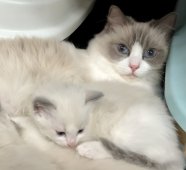 ラグドール【・女の子・2020年4月24日・ブルーポイントバイカラー】「ゆったり余裕をもった子育て上手です😊✨」