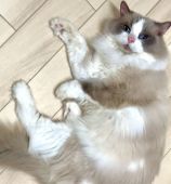 ラグドール【・男の子・2016年8月23日・ブルーポイントバイカラー】「グルーミングが大好きな甘えん坊さん♡」