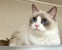 ラグドール【・女の子・2020年4月24日・ブルーポイントバイカラー】「最近は高い所がお気に入りです😁❣️」