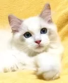 ラグドール【大阪府・男の子・2025年8月11日・ブルーポイントバイカラー】の写真9