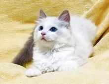 ラグドール【大阪府・女の子・2025年8月17日・ブルーポイントバイカラー】の写真6