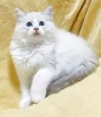 ラグドール【大阪府・男の子・2025年8月11日・ブルーリンクスポイントバイカラー】の写真6