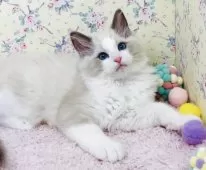 ラグドール【大阪府・男の子・2025年8月23日・ブルーポイントバイカラー】の写真11