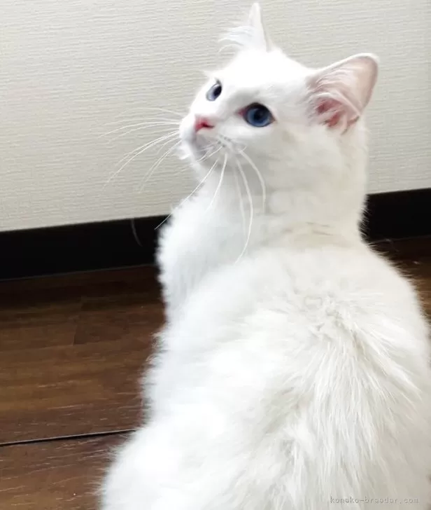 とある猫様せんよう カード検索 ｜ Z/X - Zillions of enemy X - ゼクス公式サイト