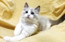 ラグドール【大阪府・男の子・2025年8月17日・ブルーポイントバイカラー】の写真7