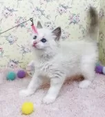 ラグドール【大阪府・男の子・2025年8月17日・ブルーポイントバイカラー】の写真4