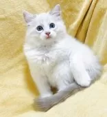 ラグドール【大阪府・男の子・2025年8月11日・ブルーリンクスポイントバイカラー】の写真7