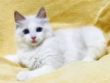 ラグドール【大阪府・女の子・2025年8月17日・ブルーポイントバイカラー】の写真7