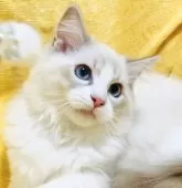 ラグドール【大阪府・男の子・2025年8月11日・ブルーリンクスポイントバイカラー】の写真5「💛🧡イケメンで大人っぽい中に可愛らしさがチラリ☺️🧡💛」