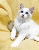 ラグドール【大阪府・男の子・2025年8月11日・ブルーポイントバイカラー】の写真3