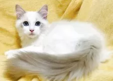 ラグドール【大阪府・男の子・2025年8月11日・ブルーポイントバイカラー】の写真8