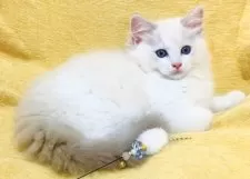 ラグドール【大阪府・男の子・2025年8月11日・ブルーポイントバイカラー】の写真11