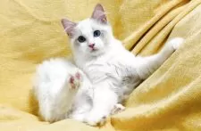 ラグドール【大阪府・男の子・2025年8月11日・ブルーポイントバイカラー】の写真4