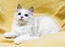 ラグドール【大阪府・女の子・2025年8月17日・ブルーポイントバイカラー】の写真8