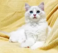 ラグドール【大阪府・男の子・2025年8月11日・ブルーリンクスポイントバイカラー】の写真4