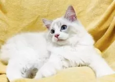 ラグドール【大阪府・男の子・2025年8月11日・ブルーリンクスポイントバイカラー】の写真4