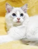 ラグドール【大阪府・男の子・2025年8月11日・ブルーリンクスポイントバイカラー】の写真8