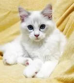 ラグドール【大阪府・男の子・2025年8月11日・ブルーリンクスポイントバイカラー】の写真3