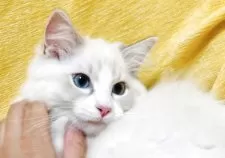 ラグドール【大阪府・男の子・2025年8月11日・ブルーリンクスポイントバイカラー】の写真9「🌼ナデナデ大好きな甘えん坊さんです🥰🌼」