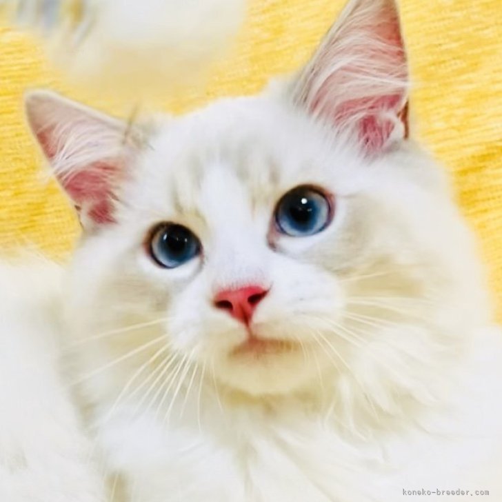 ブリーダー画像