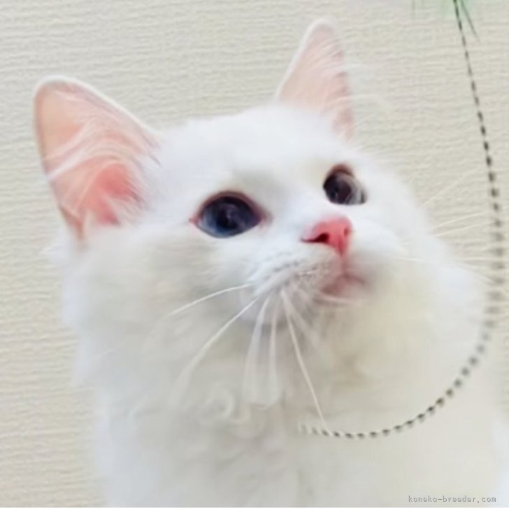 ブリーダー画像