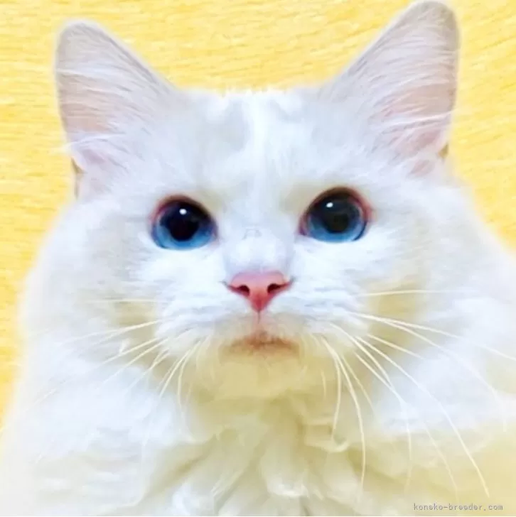 どこかの猫好き様　専用 Catlog®︎に子猫様に特化した『子猫専用モード』が新登場！子猫