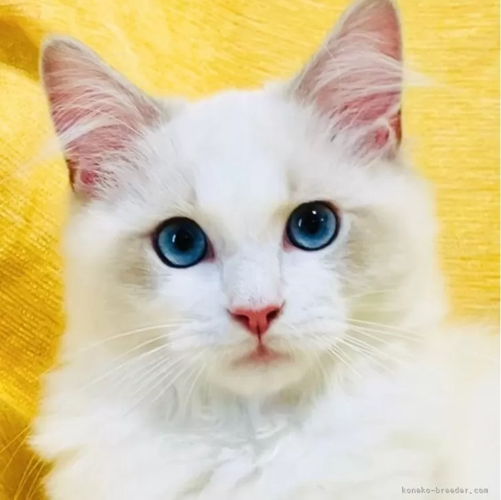 ラグドール【大阪府・男の子・2025年8月11日・ブルーポイントバイカラー】の写真1「⭐️🌟美形で優しい甘えん坊さん☺️🌟⭐️」