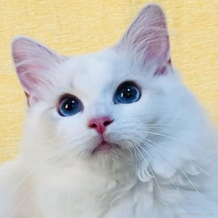 ブリーダー画像