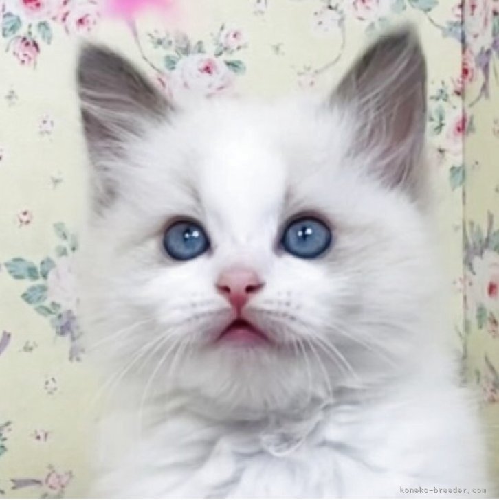 ブリーダー画像