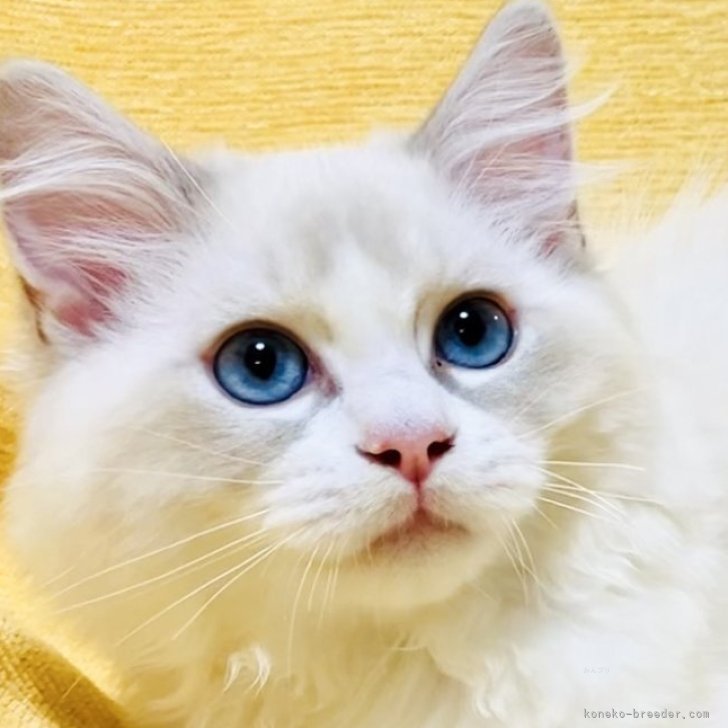 ブリーダー画像