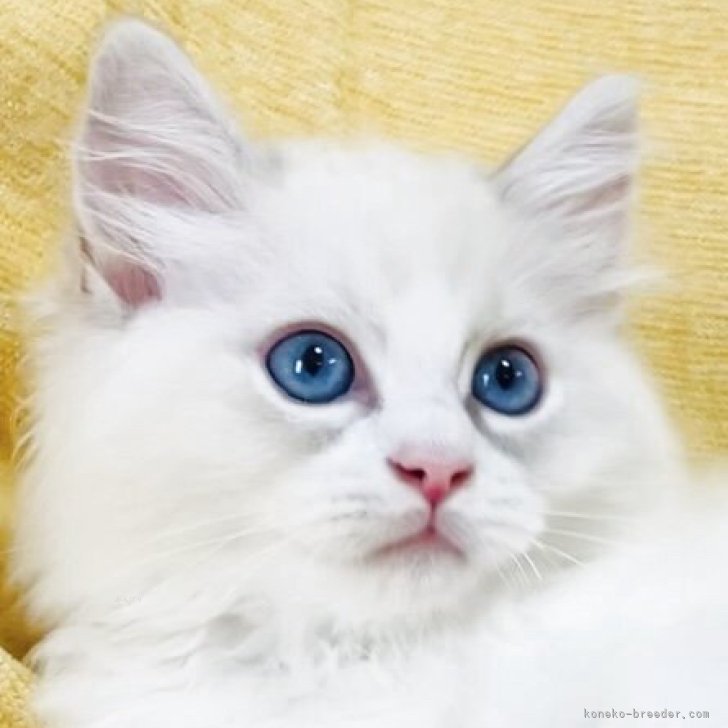 ブリーダー画像