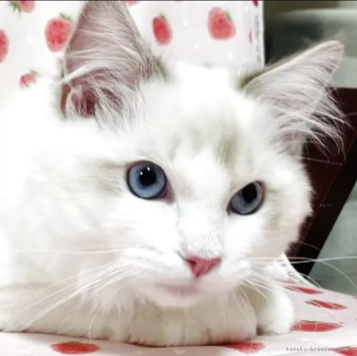 N.S 様のお迎えした子猫