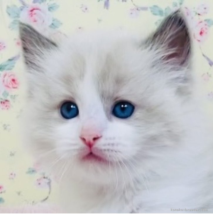 ブリーダー画像