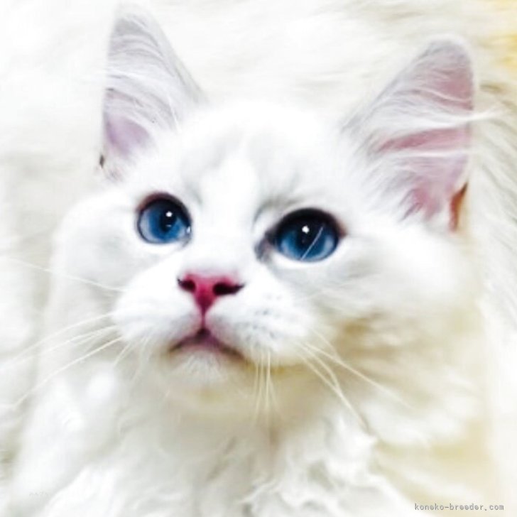 ブリーダー画像