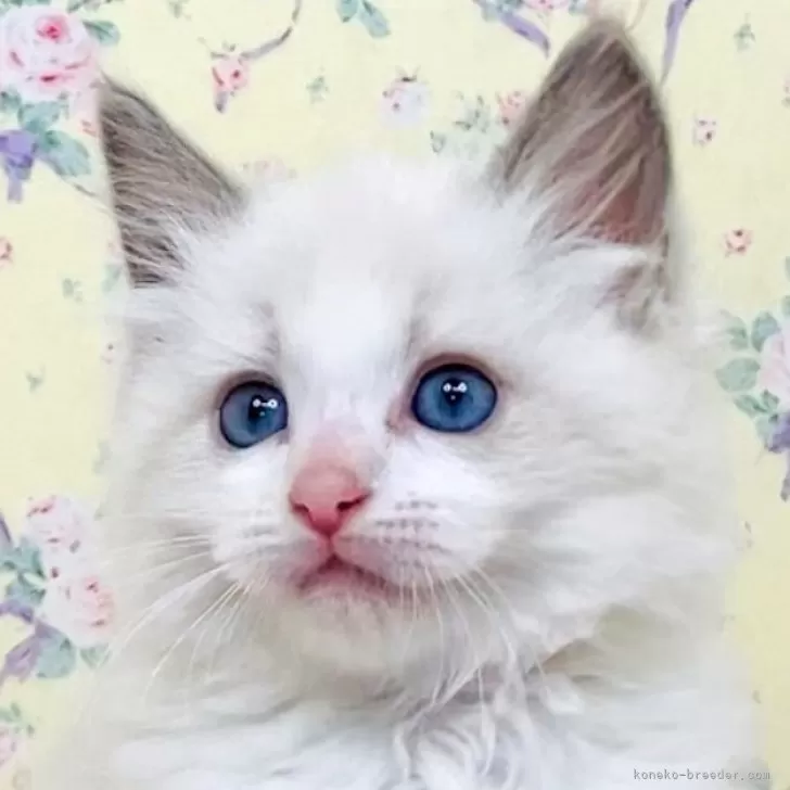 ID：2509-02931の子猫