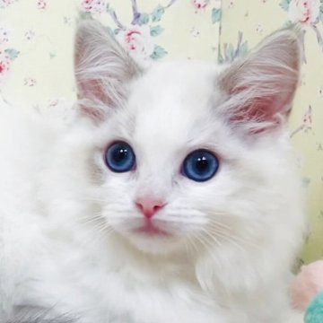 ラグドール【大阪府・女の子・2025年9月30日・ブルーリンクスポイントバイカラー】の写真「美形で上品な甘えたレディです☺️💐」