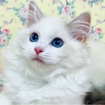ラグドール【大阪府・女の子・2025年9月8日・ブルーリンクスポイントバイカラー】の写真「美形で上品な甘えたレディです☺️💐」