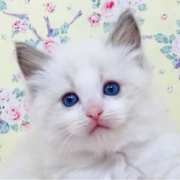 ラグドール【大阪府・男の子・2025年8月17日・ブルーポイントバイカラー】の写真「ちょっぴり控えめな甘えん坊さんです☺️💐」