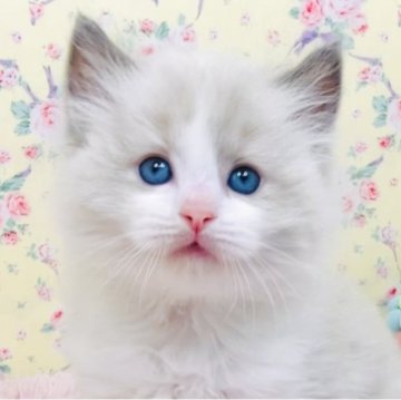 ラグドール【大阪府・男の子・2025年8月17日・ブルーポイントバイカラー】の写真「ヤンチャ盛りの甘えん坊さんです☺️💐」