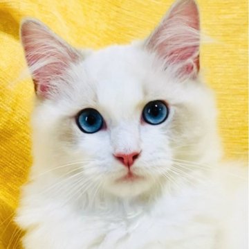 ラグドール【大阪府・男の子・2025年8月11日・ブルーポイントバイカラー】の写真「美形でおっとり控えめな甘えん坊さんです☺️💐」