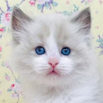 ラグドール【大阪府・男の子・2025年8月17日・ブルーポイントバイカラー】の写真「ヤンチャ盛りの甘えん坊さんです☺️💐」