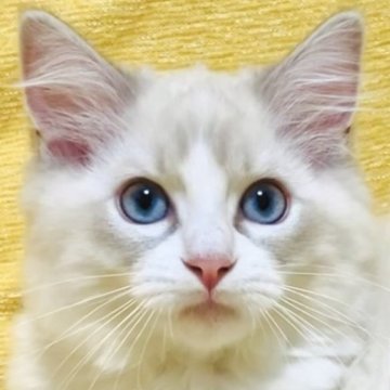 ラグドール【大阪府・男の子・2025年8月11日・ブルーリンクスポイントバイカラー】の写真「目元が印象的な元気いっぱい甘えん坊さんです☺️💐」