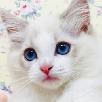 ラグドール【大阪府・女の子・2025年8月25日・ブルーリンクスポイントバイカラー】の写真「美しく愛らしい甘えたレディです☺️💐」