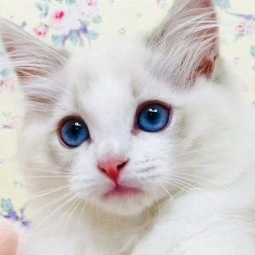 ラグドール【大阪府・女の子・2025年8月25日・ブルーリンクスポイントバイカラー】の写真「美しく愛らしい甘えたレディです☺️💐」