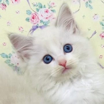 ラグドール【大阪府・女の子・2025年8月25日・ブルーリンクスポイントバイカラー】の写真「美しく愛らしい甘えたレディです☺️💐」
